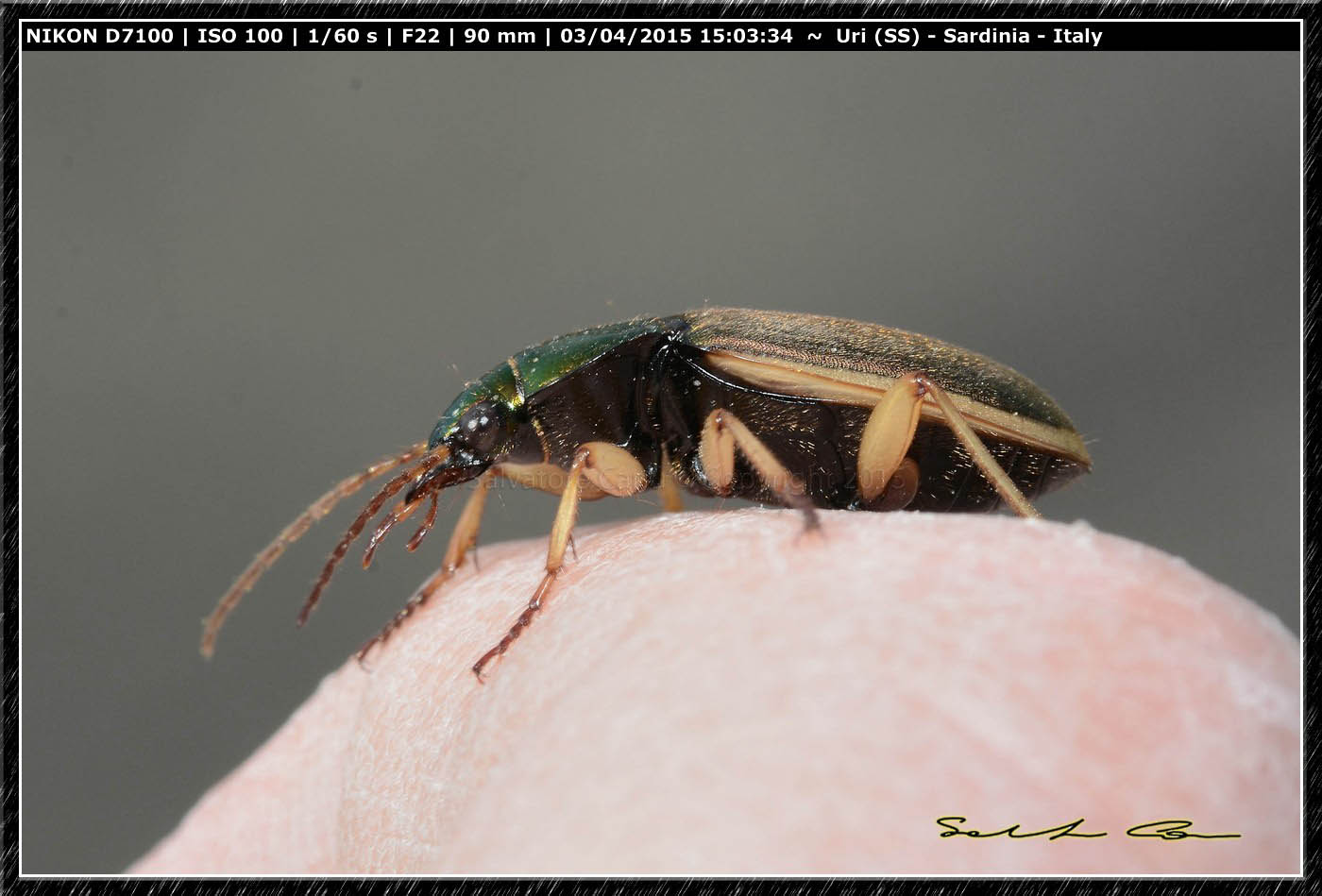 Chlaenius velutinus auricollis